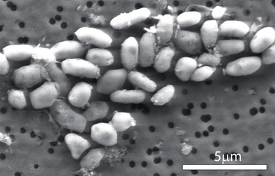 arsenic microbe